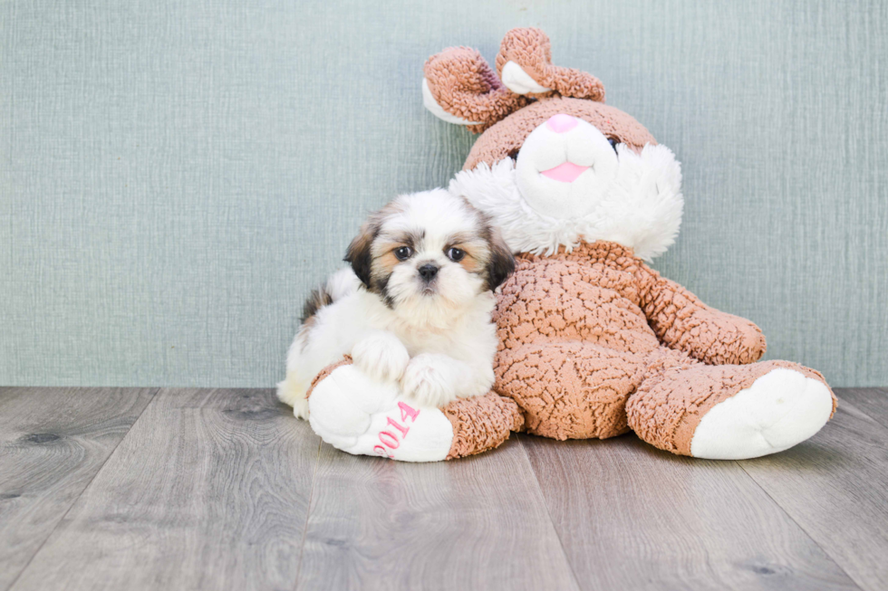 Petite Teddy Bear Designer Pup