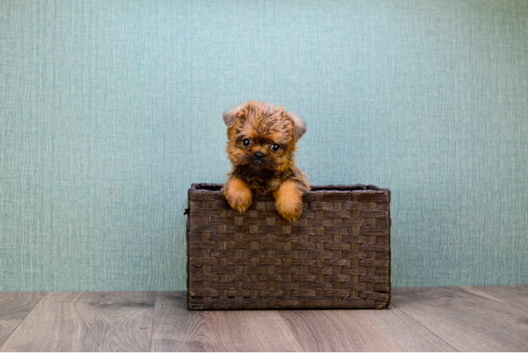 Cute Brussels Griffon Baby