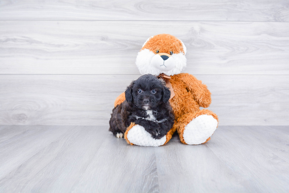 Best Mini Aussiedoodle Baby