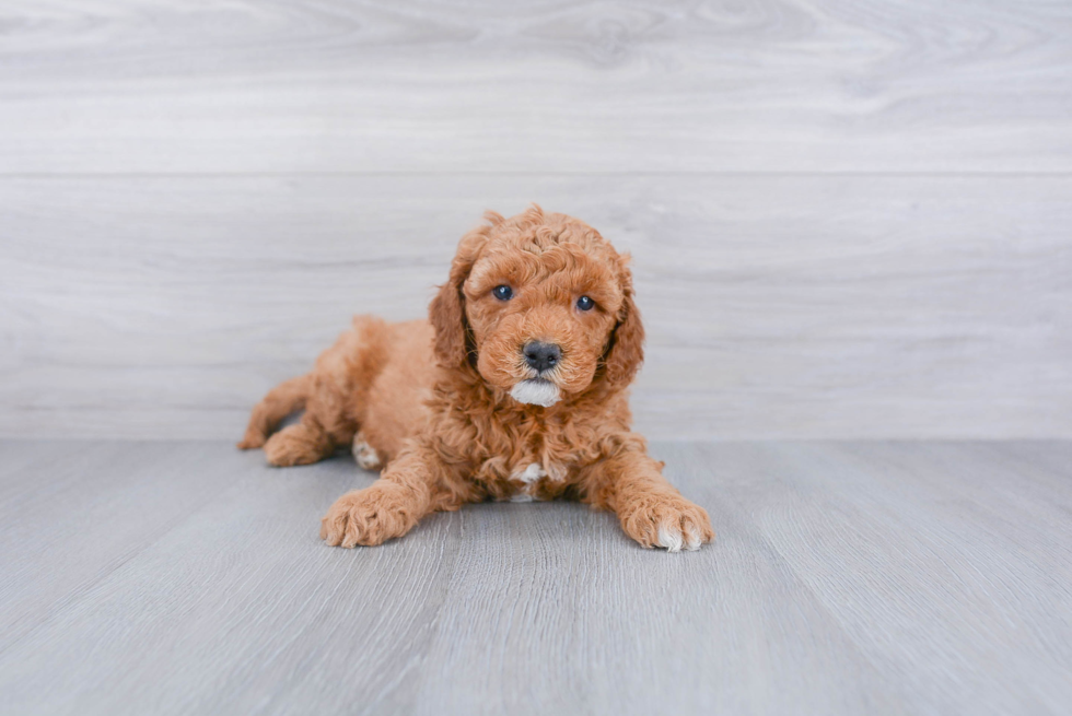 Mini Goldendoodle Puppy for Adoption