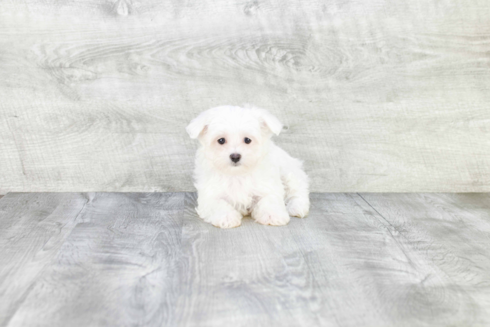 Maltese Pup Being Cute