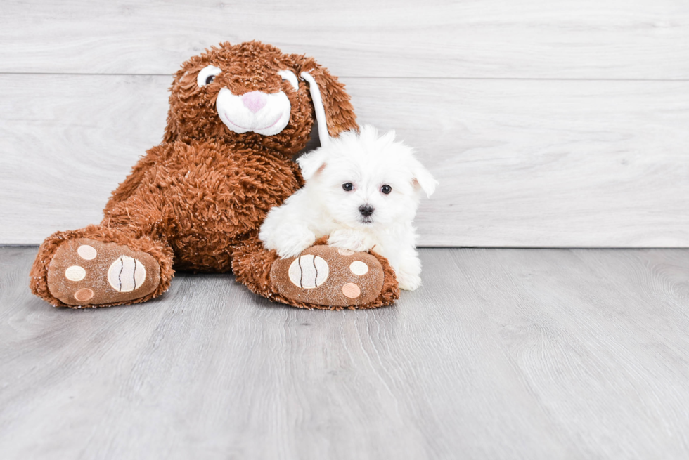 Maltese Puppy for Adoption