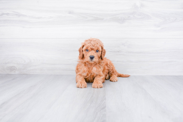 Mini Goldendoodle Puppy for Adoption