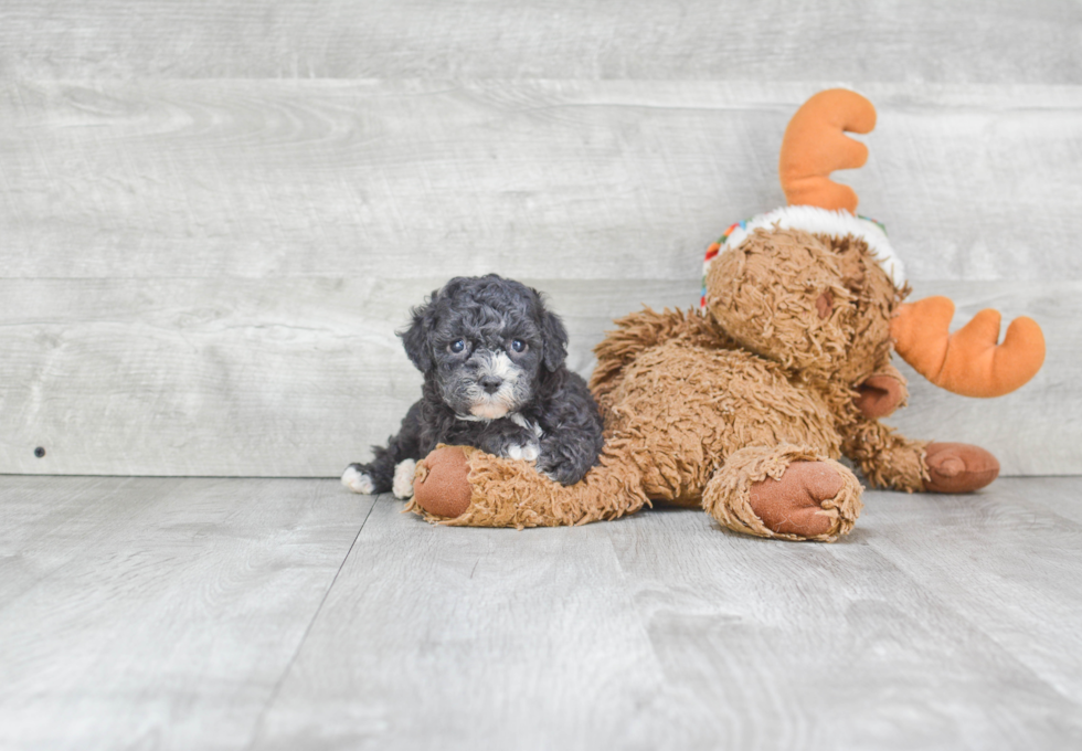 Cavachon Puppy for Adoption