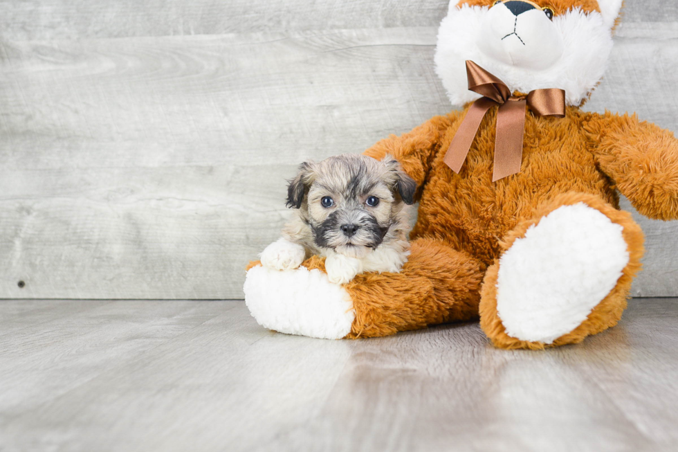 Best Havanese Baby