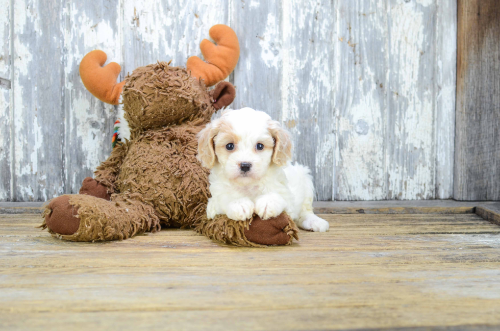 Best Cavachon Baby