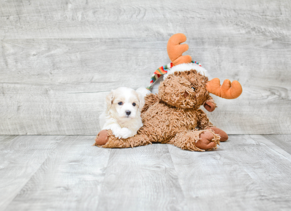 Energetic Maltepoo Poodle Mix Puppy