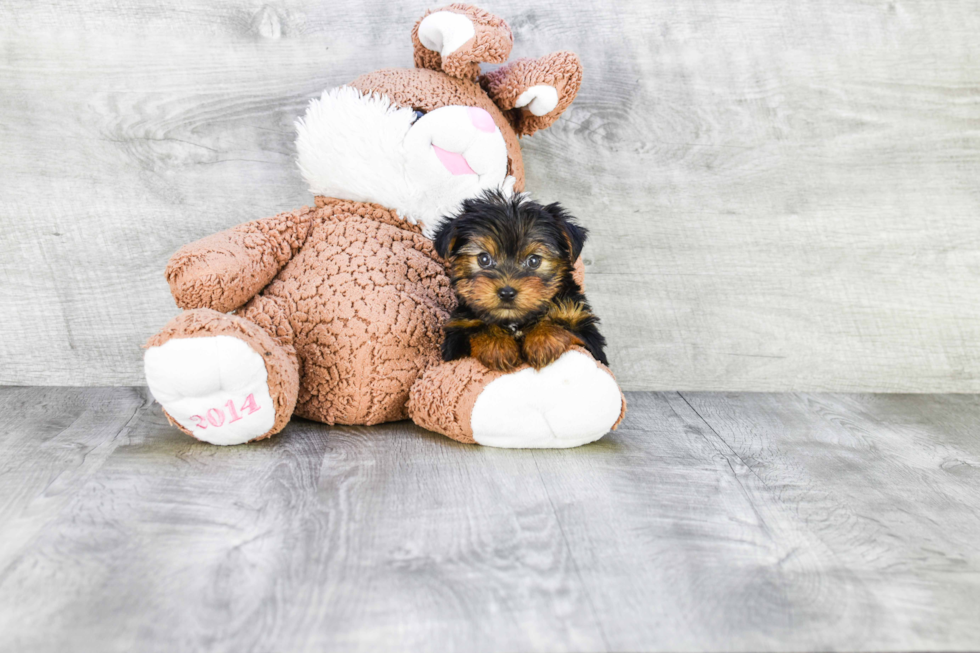 Meet Twinkle - our Yorkshire Terrier Puppy Photo 