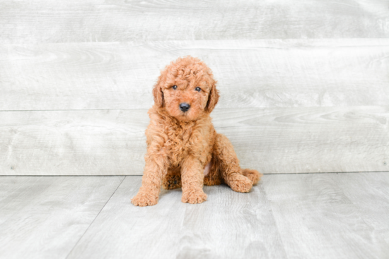 Playful Golden Retriever Poodle Mix Puppy