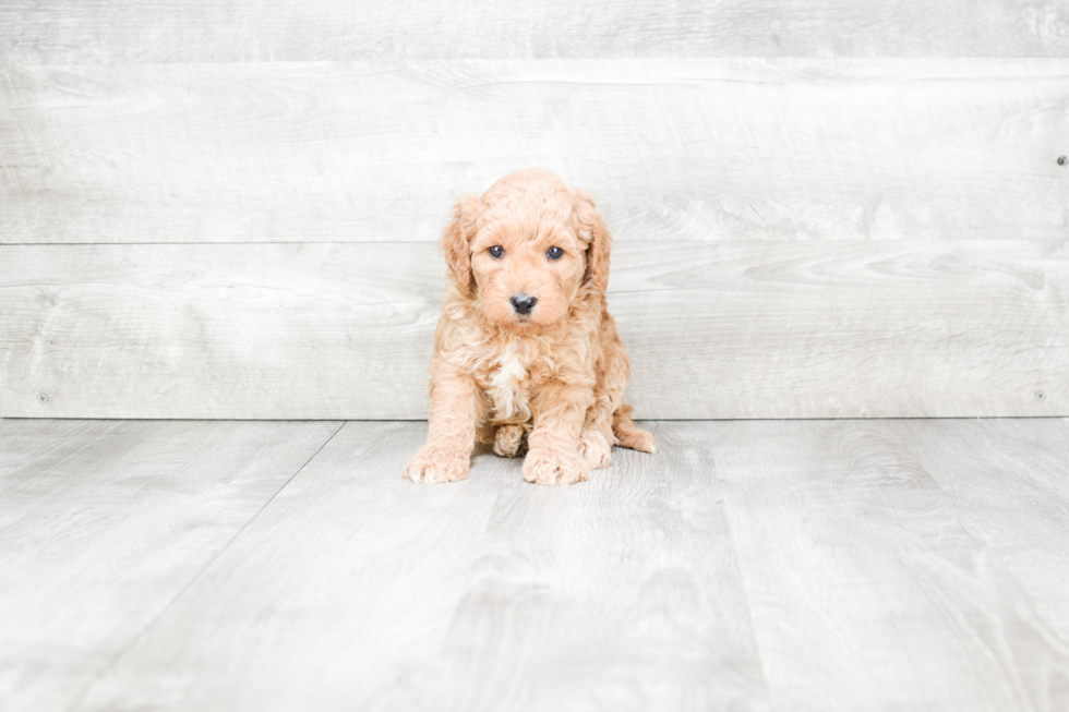 Friendly Mini Goldendoodle Baby