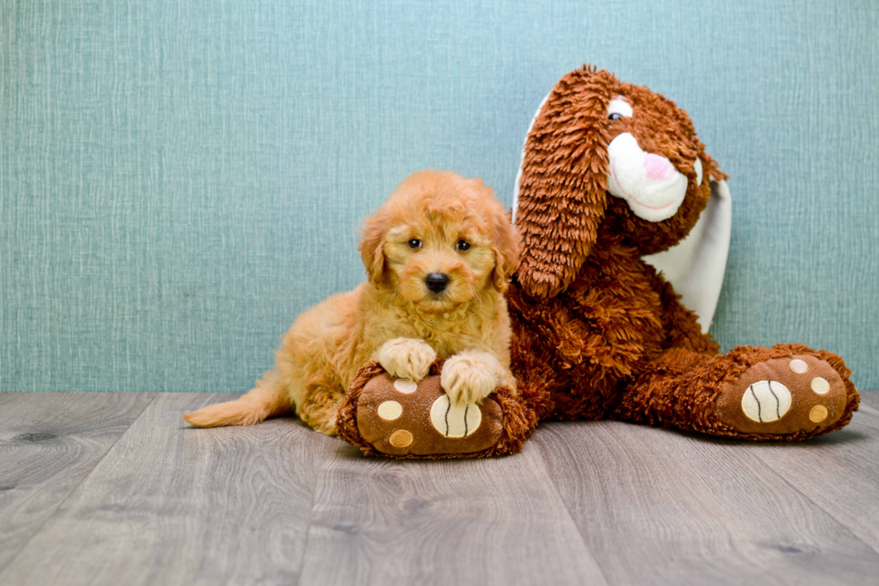 Mini Goldendoodle Puppy for Adoption