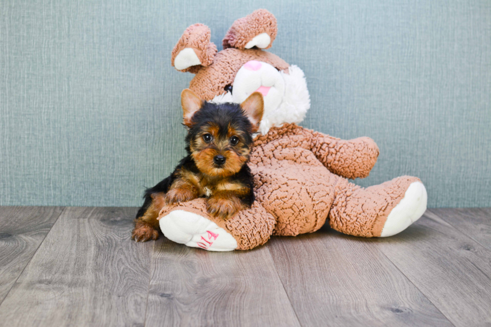 Meet Jeremy - our Yorkshire Terrier Puppy Photo 