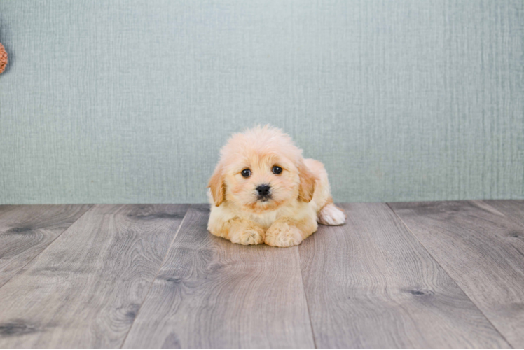 Smart Cavachon Designer Pup