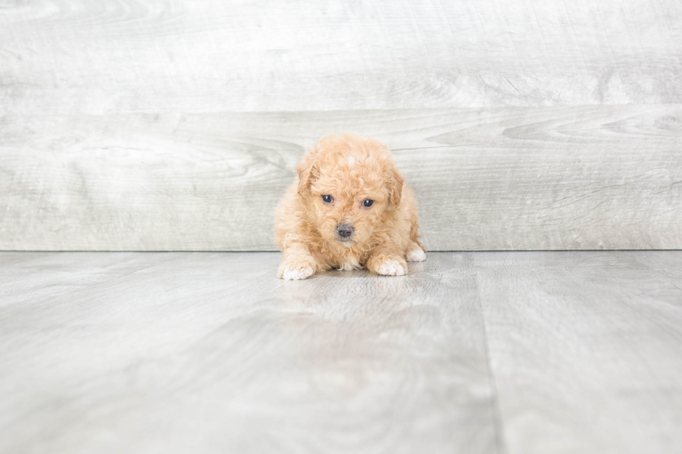 Havanese Puppy for Adoption