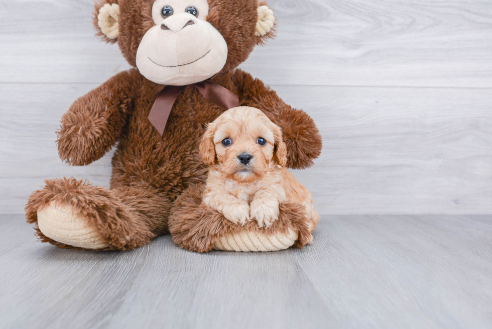 Friendly Cavapoo Baby