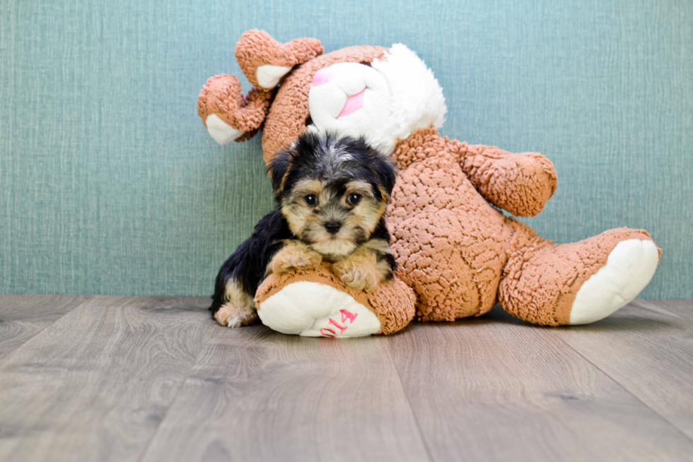 Morkie Puppy for Adoption