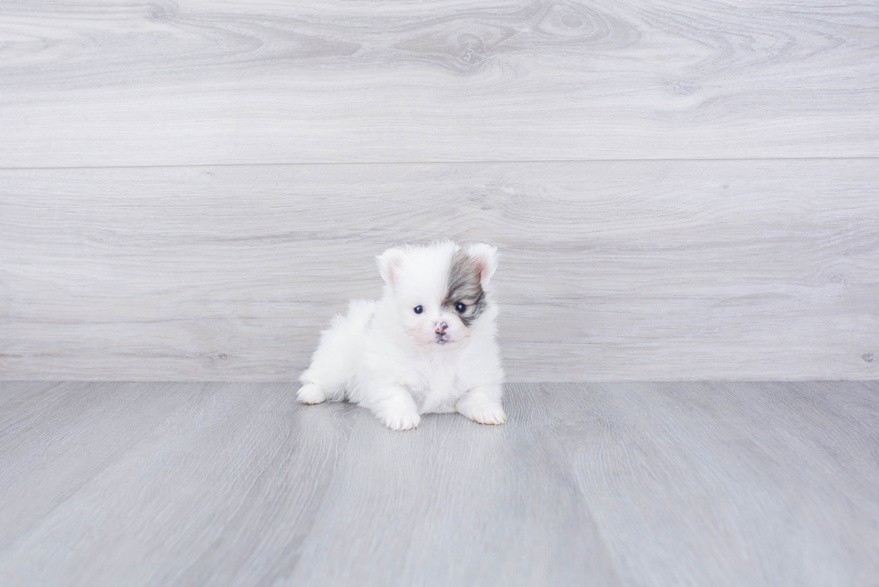 Pomeranian Pup Being Cute