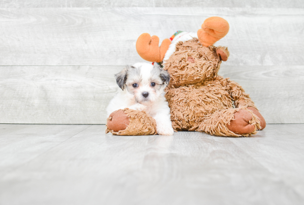 Smart Teddy Bear Designer Pup