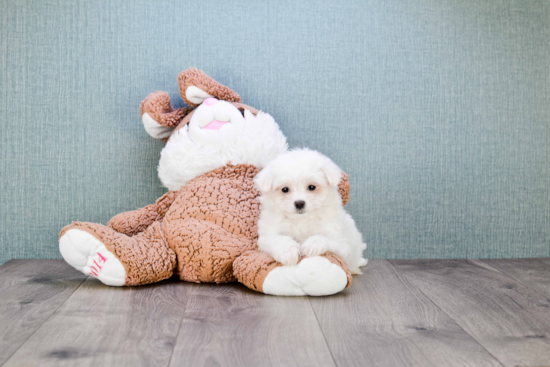 Maltese Pup Being Cute