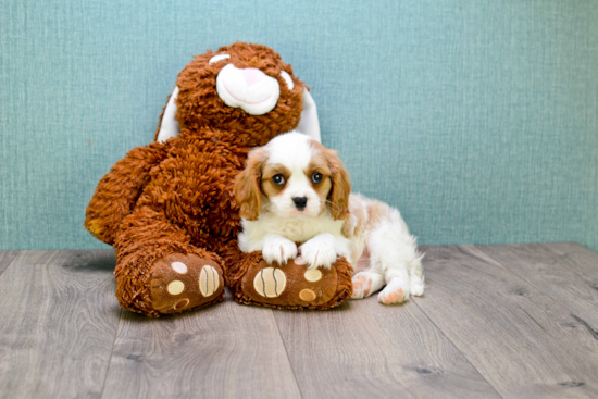 Cavalier King Charles Spaniel Puppy for Adoption