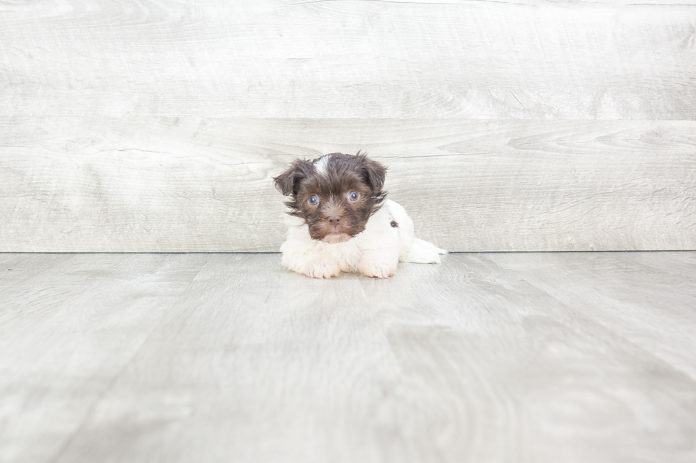 Popular Havanese Purebred Pup