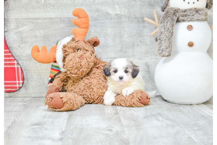 Funny Teddy Bear Designer Pup