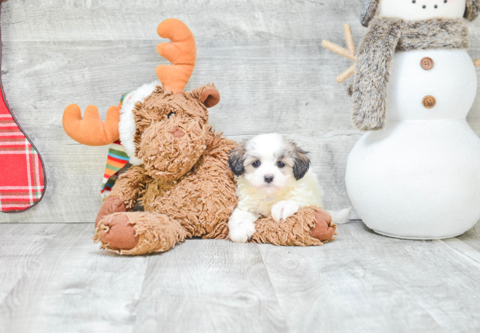 Funny Teddy Bear Designer Pup