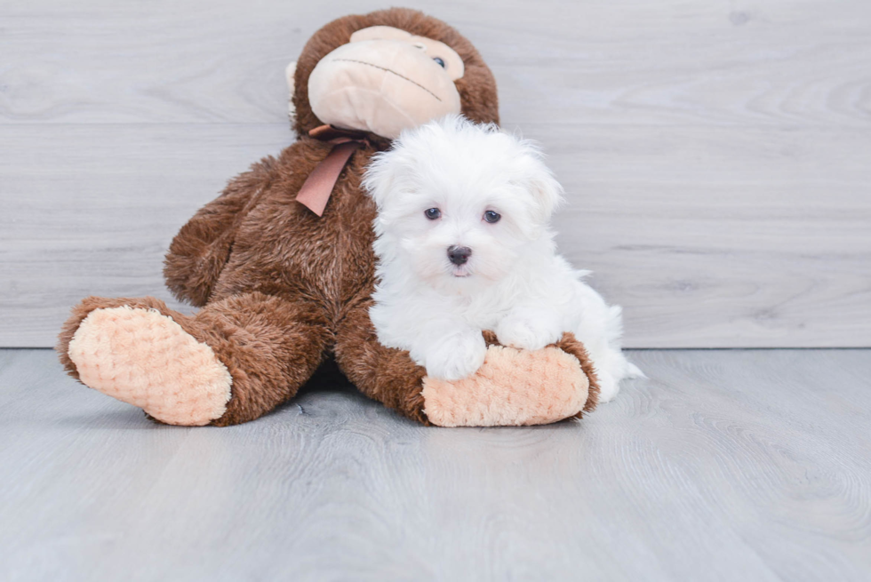 Maltese Puppy for Adoption