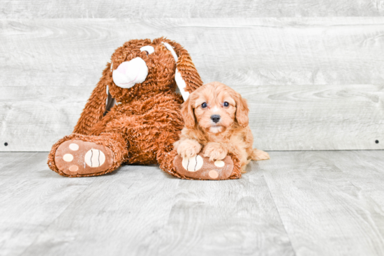 Best Cavapoo Baby