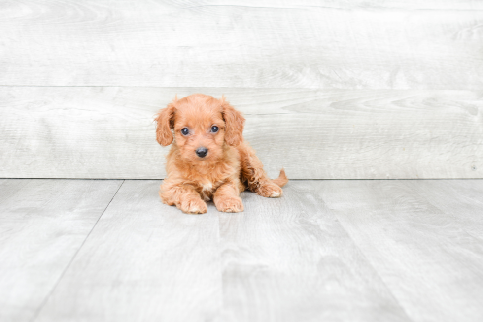 Best Cavapoo Baby