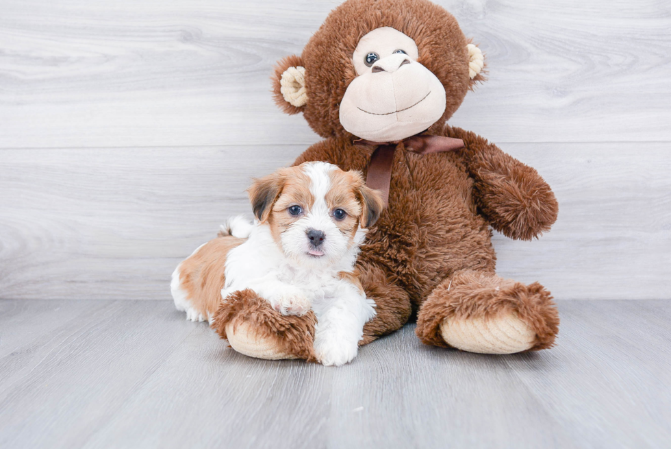 Cute Teddy Bear Baby