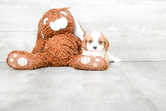 Best Cavalier King Charles Spaniel Baby