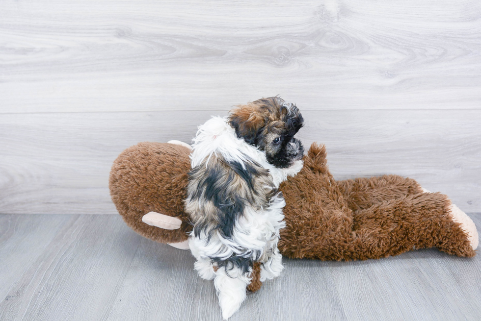 Havanese Pup Being Cute