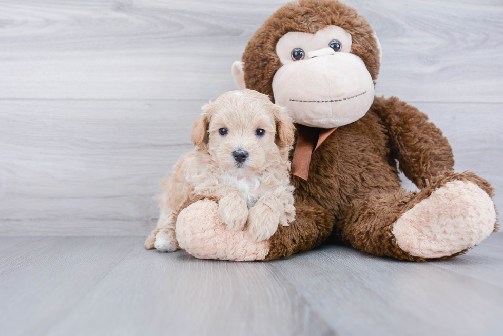 Sweet Maltipoo Baby