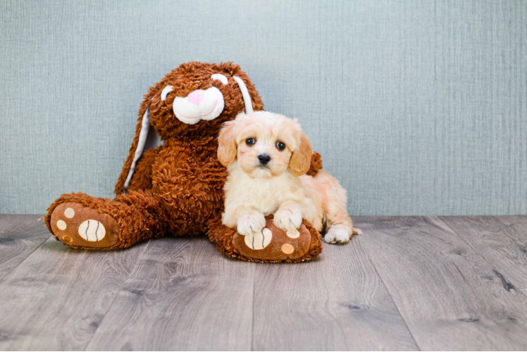 Best Cavachon Baby