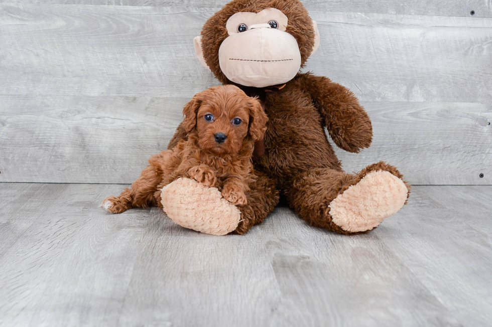 Happy Cavapoo Baby