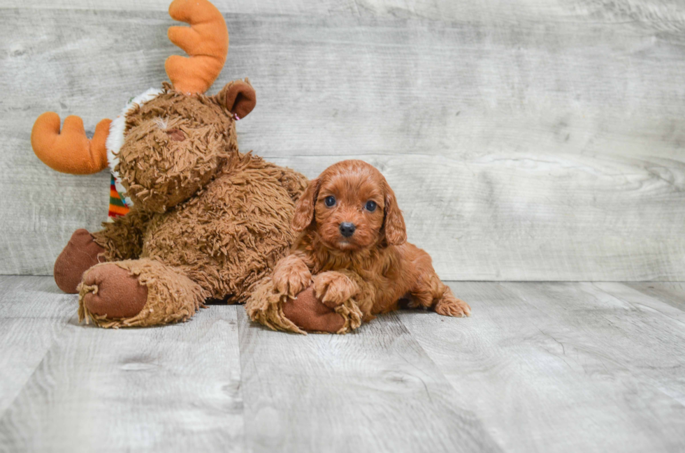 Fluffy Cavapoo Poodle Mix Pup