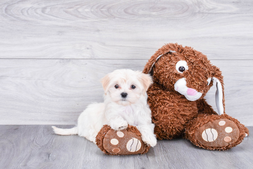 Maltipoo Pup Being Cute