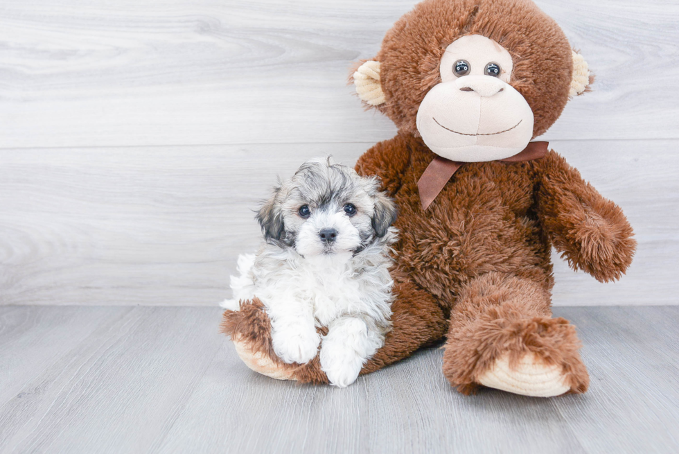 Small Havanese Baby