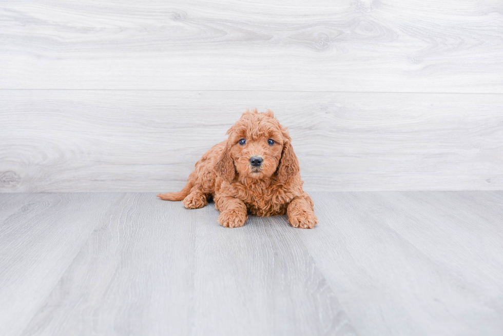 Best Mini Goldendoodle Baby