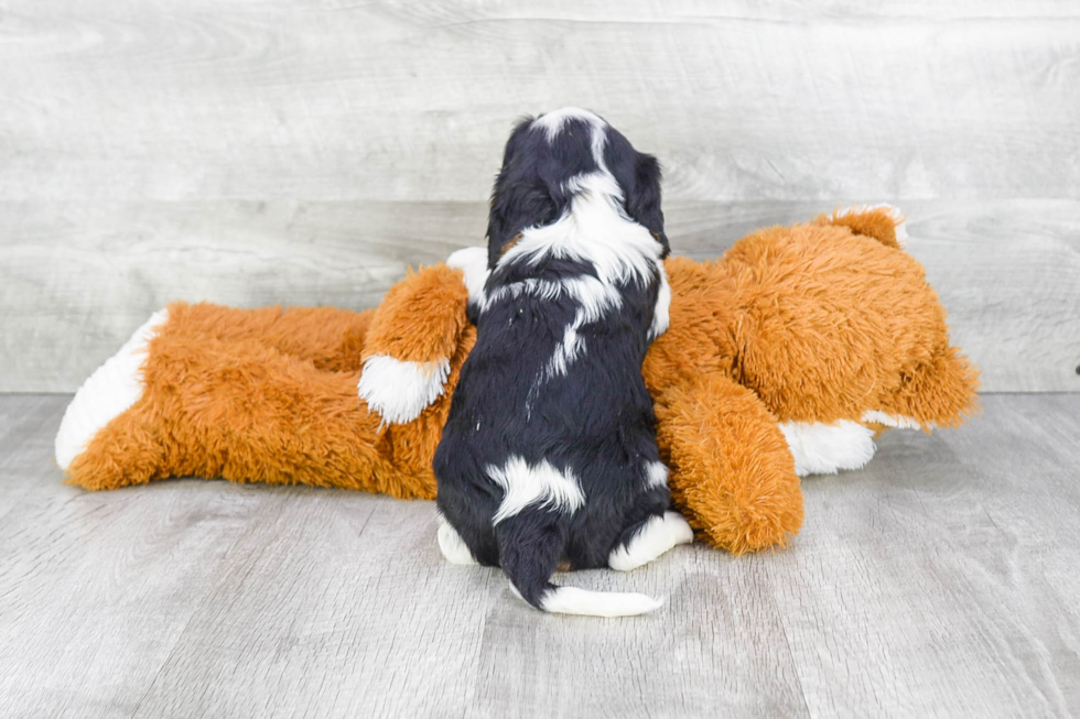 Cavalier King Charles Spaniel Pup Being Cute