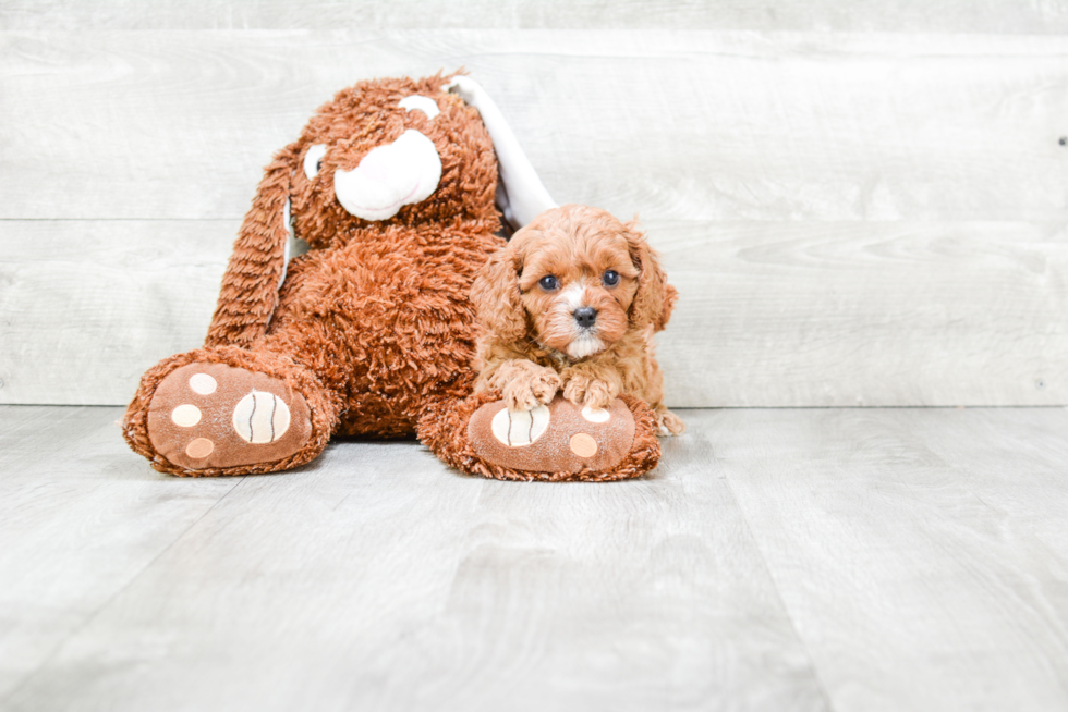 Sweet Cavapoo Baby