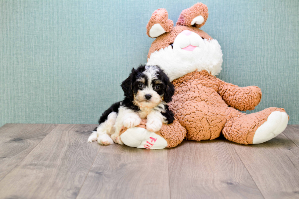 Popular Cavachon Designer Pup