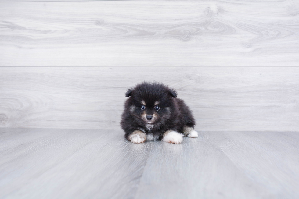 Fluffy Pomeranian Purebred Puppy