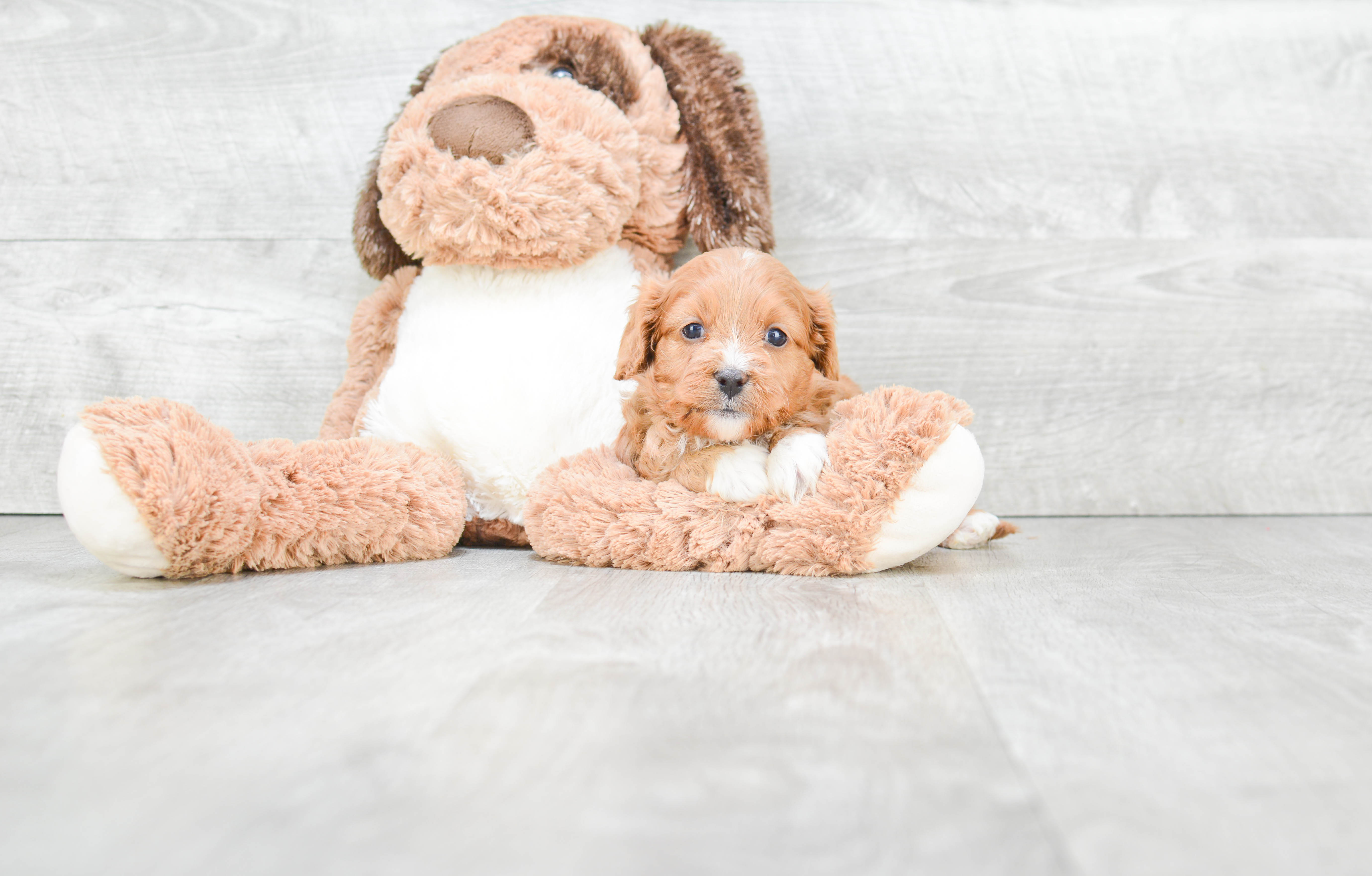Cavapoo Pup Being Cute