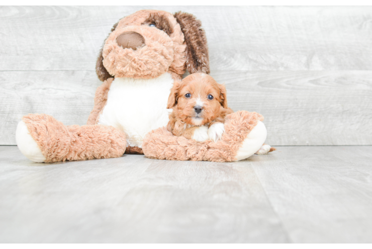 Cavapoo Pup Being Cute