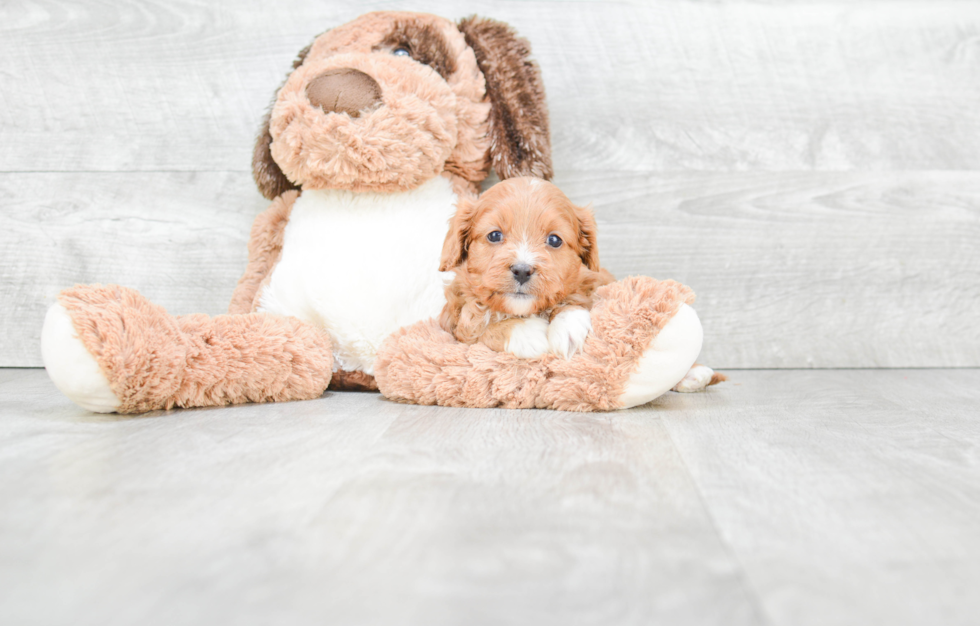 Cavapoo Pup Being Cute