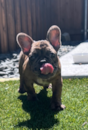 French Bulldog Breed: Complete Description - Premier Pups