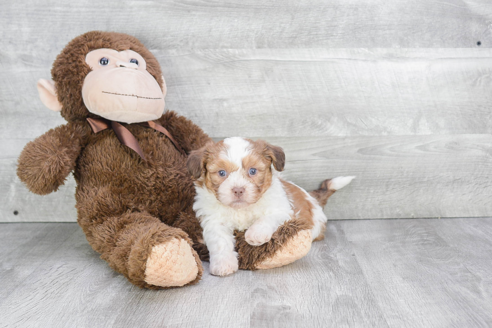 Teddy Bear Pup Being Cute