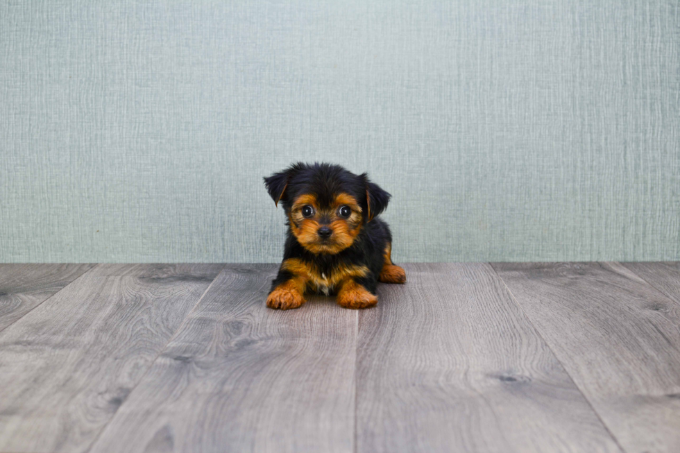 Meet Twinkle - our Yorkshire Terrier Puppy Photo 